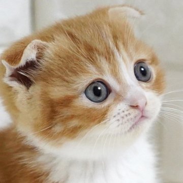 スコティッシュフォールド(折れ耳)【愛知県・女の子・2025年10月9日・レッドタビー&ホワイト（短毛）】の写真「✨優しくまあるいお顔と温かみのあるカラーが魅力✨」