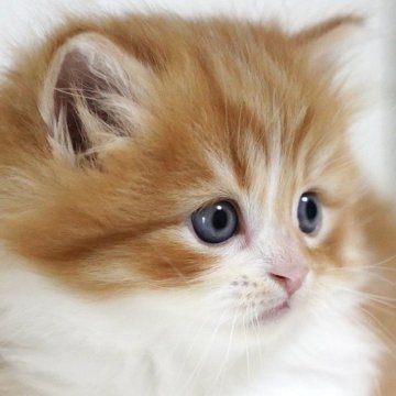 スコティッシュフォールド(立ち耳)【愛知県・男の子・2025年10月3日・レッドタビー&ホワイト（長毛）】の写真「✨抱っこ大好き！とろける子猫ちゃん✨」