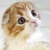 スコティッシュフォールド(折れ耳)