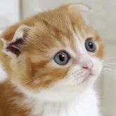 スコティッシュフォールド(折れ耳)