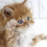 スコティッシュフォールド(立ち耳)