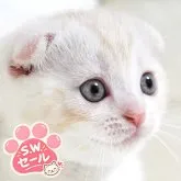 スコティッシュフォールド(折れ耳)