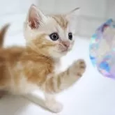 スコティッシュフォールド(立ち耳)