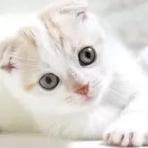 スコティッシュフォールド(折れ耳)