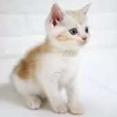 スコティッシュフォールド(立ち耳)【愛知県・女の子・2025年7月26日・クリームタビー&ホワイト】の写真3