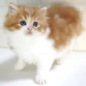 スコティッシュフォールド(立ち耳)【愛知県・男の子・2025年10月3日・レッドタビー&ホワイト】の写真4