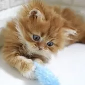 スコティッシュフォールド(立ち耳)【愛知県・男の子・2025年11月2日・レッドタビー&ホワイト】の写真4