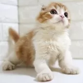 スコティッシュフォールド(折れ耳)【愛知県・女の子・2025年4月3日・レッドタビー&ホワイト】の写真5