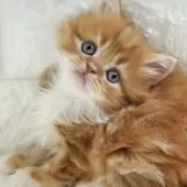 スコティッシュフォールド(立ち耳)【愛知県・男の子・2025年11月2日・レッドタビー&ホワイト】の写真5