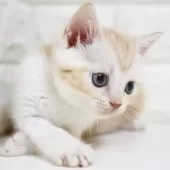 スコティッシュフォールド(立ち耳)【愛知県・女の子・2025年7月26日・クリームタビー&ホワイト】の写真6