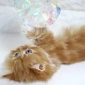 スコティッシュフォールド(立ち耳)【愛知県・男の子・2025年11月2日・レッドタビー&ホワイト】の写真6