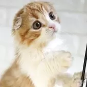 スコティッシュフォールド(折れ耳)【愛知県・女の子・2025年4月3日・レッドタビー&ホワイト】の写真7