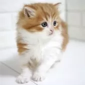 スコティッシュフォールド(立ち耳)【愛知県・男の子・2025年10月3日・レッドタビー&ホワイト】の写真8