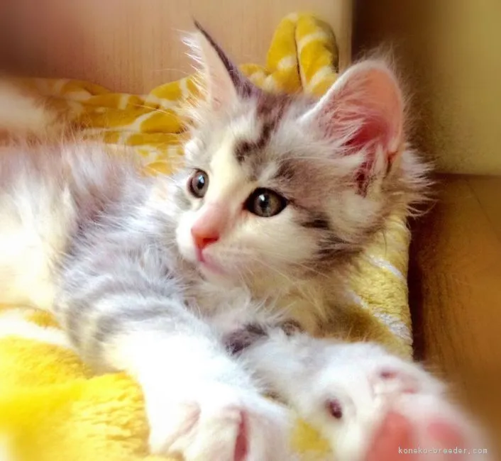 ID：1807-00684の子猫