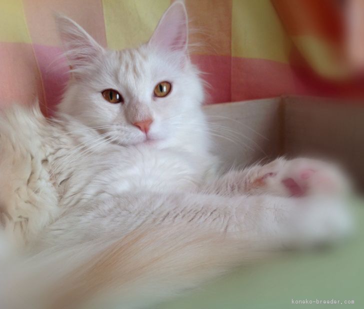 ID:1709-00237の子猫