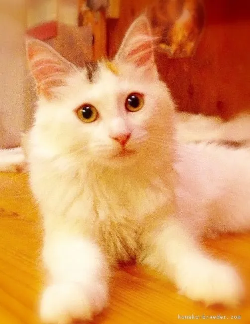 ID：1706-00708の子猫