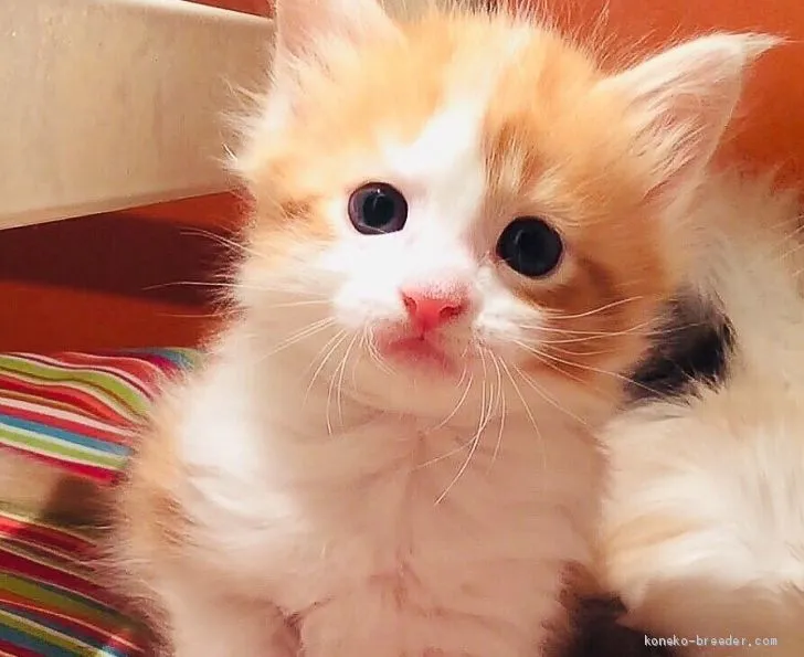 ID：2004-00822の子猫