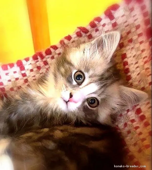 ID:2102-01022の子猫