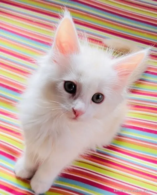 ID：2102-00028の子猫