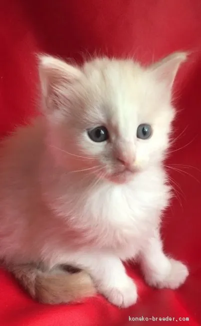 ID：2011-00023の子猫