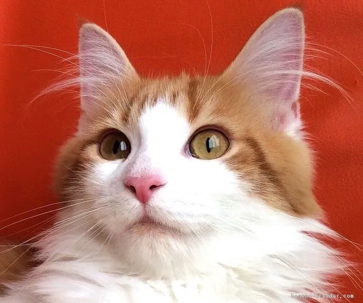 三毛ちゃん 様のお迎えした子猫