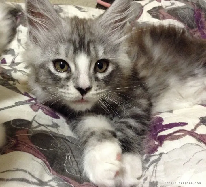 ID：1704-01313の子猫