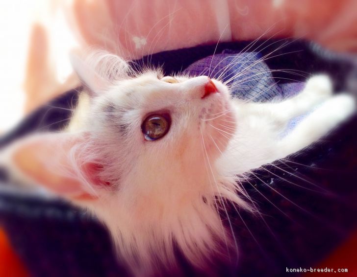 ID:1706-00711の子猫