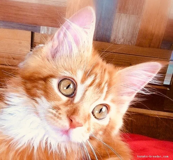 ID：1809-01108の子猫