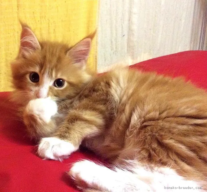 スズキ 様のお迎えした子猫