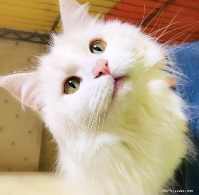 メインクーン【島根県・女の子・2021年1月4日・カメオタビー&amp;ホワイト】の写真1「2月9日撮影　」