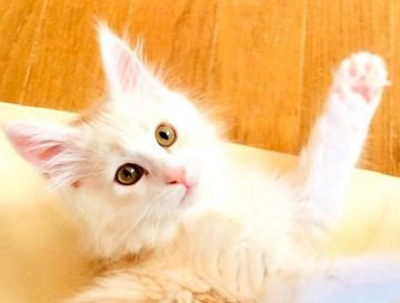 メインクーン【島根県・男の子・2020年1月5日・カメオタビー&ホワイト（長毛種）】の写真「動画UP😻添い寝子奇跡のイケにゃん💕カード可」