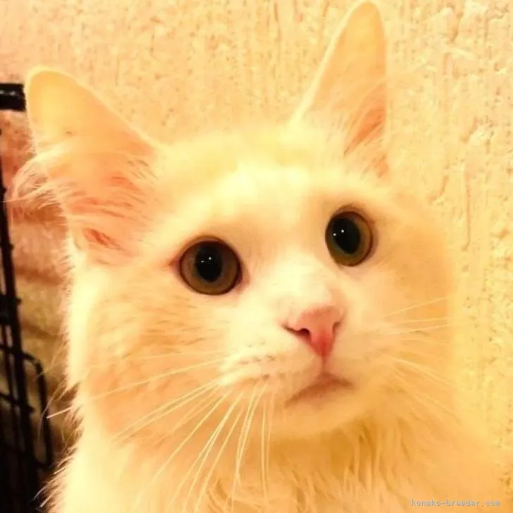 ID：2107-01656の子猫