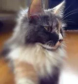 メインクーン【島根県・女の子・2015年8月20日・ブルーシルバーパッチドタビーアンドホワイト】の写真3「7月１日撮影」