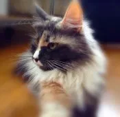 メインクーン【島根県・女の子・2015年8月20日・ブルーシルバーパッチドタビーアンドホワイト】の写真5「７月1日撮影」