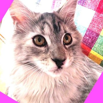 メインクーン【島根県・女の子・2025年7月10日・ブルースモーク（長毛種）】の写真「可愛い訳ありちゃん💕お喋り上手甘え上手💕」