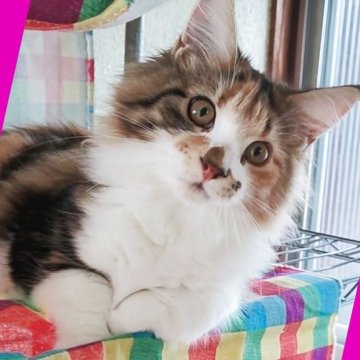 メインクーン【島根県・女の子・2025年7月10日・ブラウンパッチドタビー&ホワイト（長毛種）】の写真「動画🆙パッチの華やかな大きな三毛猫ちゃん🩷」