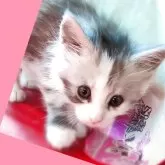 メインクーン