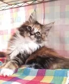 メインクーン【島根県・女の子・2025年9月23日・ブラウンパッチドタビー&ホワイト】の写真8