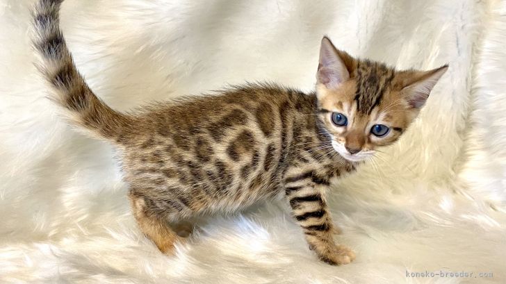 黒いくまさん 様のお迎えした子猫