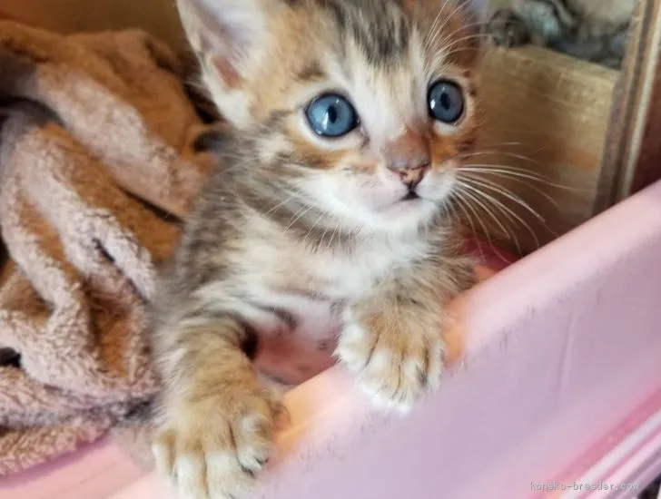 ID：1906-00516の子猫