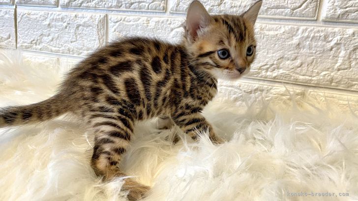 ぼびい 様のお迎えした子猫