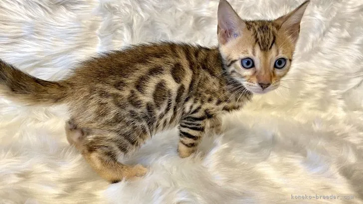 ID：2107-01122の子猫