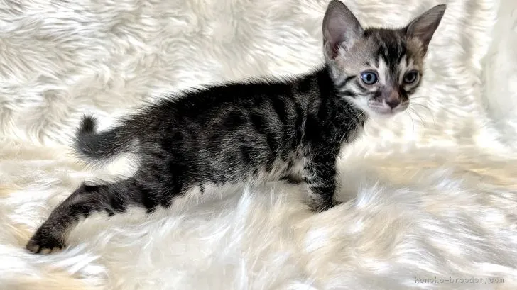 ID：2203-02189の子猫