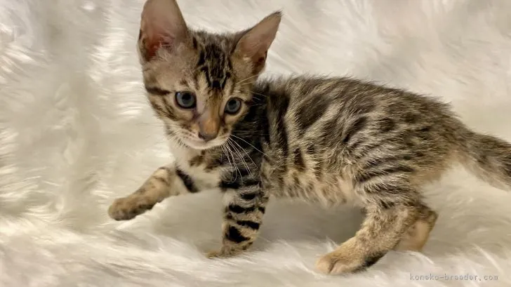 ID:2110-02041の子猫