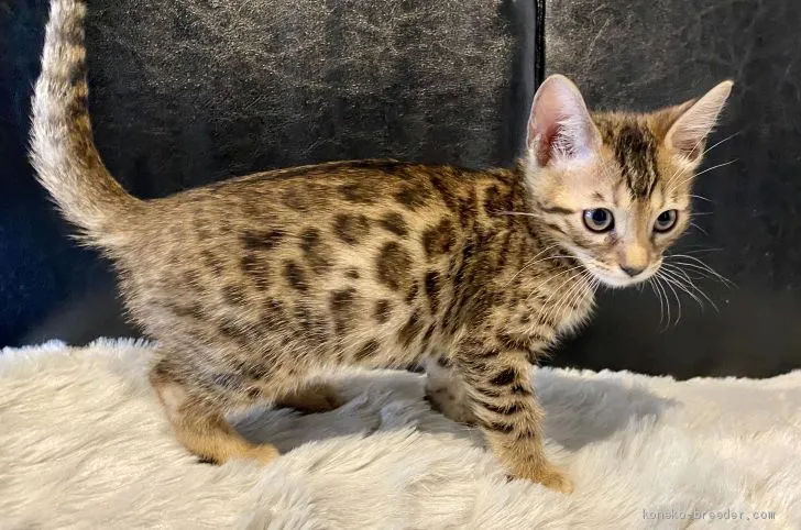 ID:2003-00241の子猫