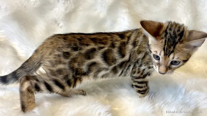 ID:2107-00853の子猫