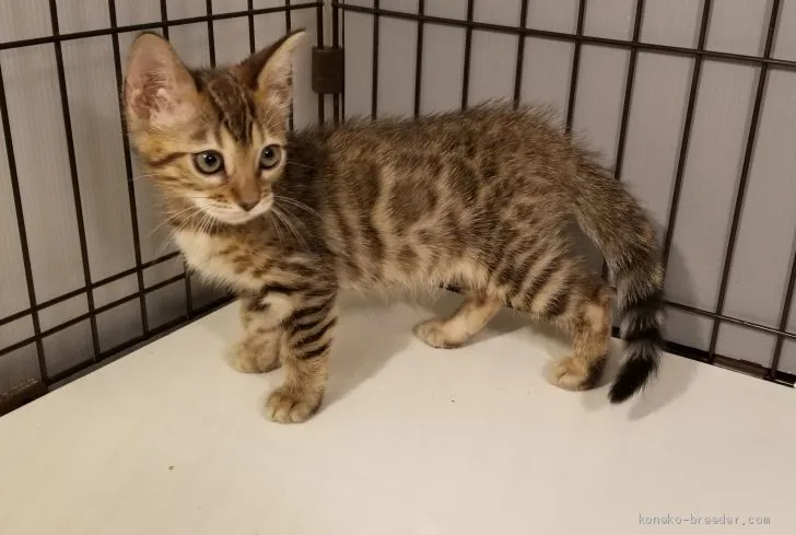 ID：1911-00771の子猫