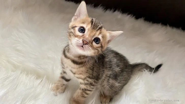 ID：2010-01487の子猫