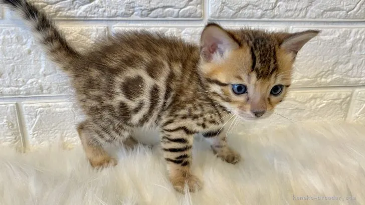 ID:2105-00513の子猫