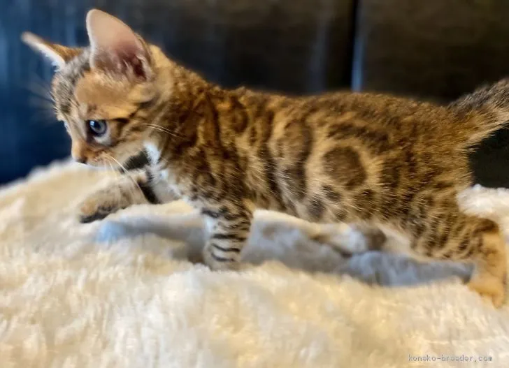 ID：2003-00226の子猫